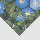 Papier Mousseline Blue Morning Glory par Marianne North (Détail)