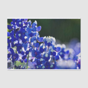 Papier Mousseline Bluebonnet