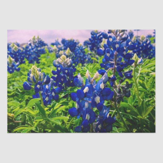 Papier Mousseline Bluebonnets Blue Floral Texas Texan Elegant (Recto)