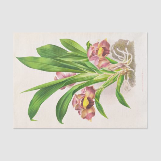 Papier Mousseline Bollea Pulmivaris (orchidée) par Jean Jules Linden (Recto)