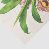 Papier Mousseline Bollea Pulmivaris (orchidée) par Jean Jules Linden (Détail)