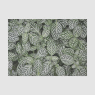 Papier Mousseline Botanique Feuille Plante verte