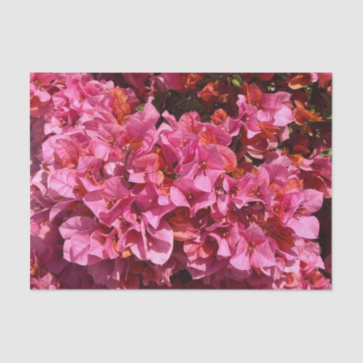 Papier Mousseline Bougainvillea Arbuste de vinification rose tropica (Recto)