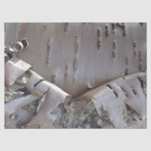 Papier Mousseline Bouleau Tordue Écorce Arbre Rustique
