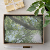 Papier Mousseline bouleau vert sur arbre contre ciel bleu (Cadeau)