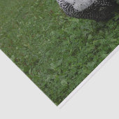 Papier Mousseline Brakel Hahn (Détail)