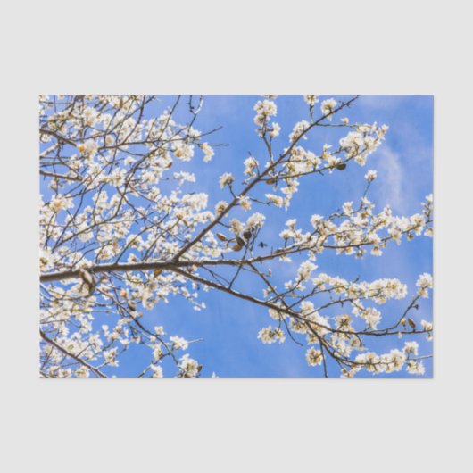Papier Mousseline branche de floraison (Recto)