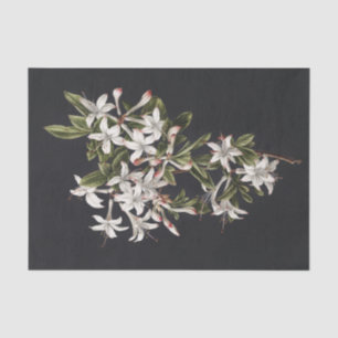 Papier Mousseline Branche Vintage des Azalés blancs en fleurs