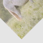 Papier Mousseline Broadfoot Mare (Détail)