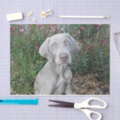 Papier Mousseline Brooklyn's Garden Party - Weimaraner Dog (Artisanat)