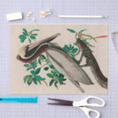 Papier Mousseline Brown Pelican Birds of America Audubon Imprimer (Artisanat)