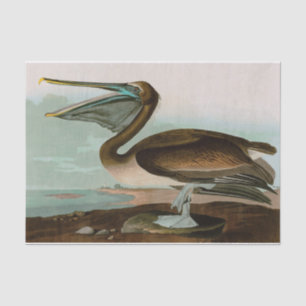 Papier Mousseline Brown Pelican Birds of America Audubon Imprimer