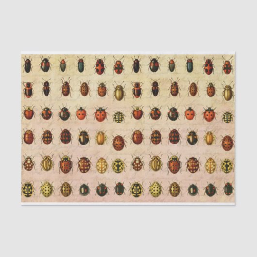 Papier Mousseline Bug d'insectes coccinelle de coccinelle (Recto)