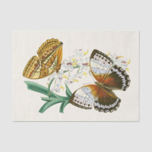 Papier Mousseline Cabinet d'Entomologie orientale Pl V, Westwood