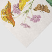 Papier Mousseline Cabinet d'Entomologie orientale Pl XIII (Détail)