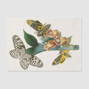 Papier Mousseline Cabinet d'Entomologie orientale Pl XLI