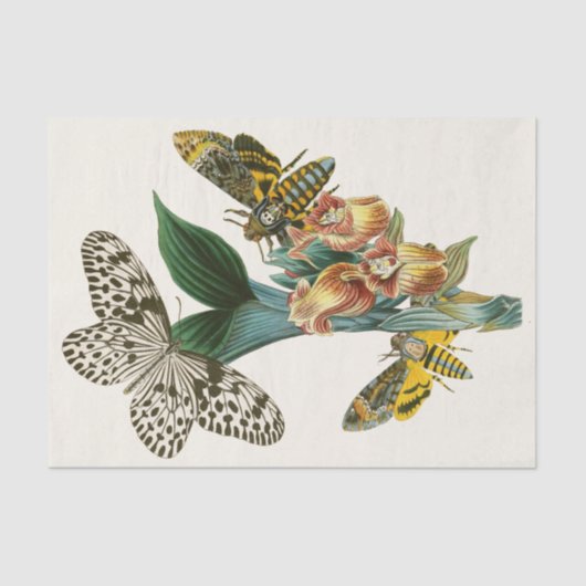 Papier Mousseline Cabinet d'Entomologie orientale Pl XLI (Recto)