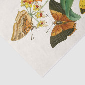 Papier Mousseline Cabinet d'Entomologie orientale Pl XXII (Détail)