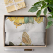 Papier Mousseline Cabinet d'Entomologie orientale Pl XXII (Cadeau)