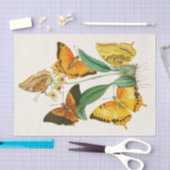 Papier Mousseline Cabinet d'Entomologie orientale Pl XXII (Artisanat)