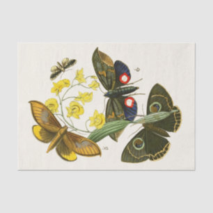 Papier Mousseline Cabinet d'Entomologie orientale Pl XXIX