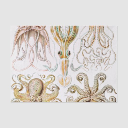 Papier Mousseline Calmar de poulpe, Gamochonia, par Ernst Haeckel (Recto)