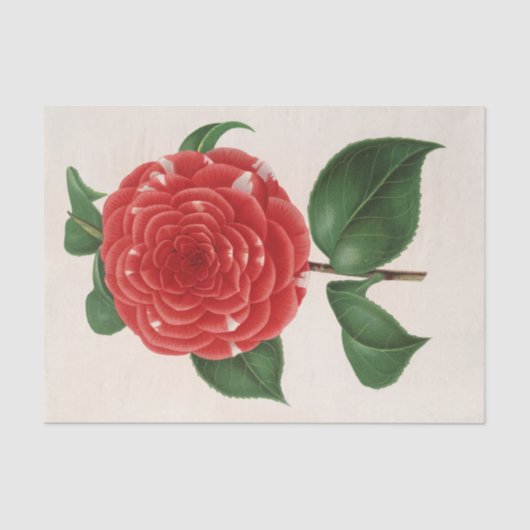 Papier Mousseline Camellia Don Carlos Ferdinando par Charles Lemaire (Recto)