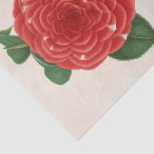 Papier Mousseline Camellia Don Carlos Ferdinando par Charles Lemaire (Détail)