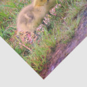 Papier Mousseline Canada Goose Baby Faune Découpage (Détail)