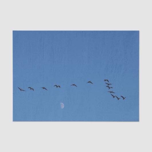 Papier Mousseline Canadian geese (Recto)