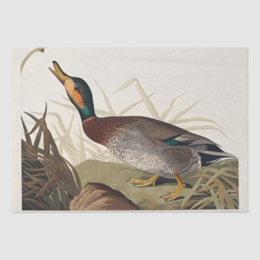 Papier Mousseline Canard abattu des oiseaux d'Amérique (1827) (Recto)