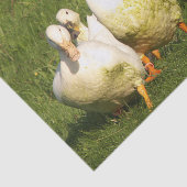 Papier Mousseline canards, vivants, prairies, animaux, ferme, vie ru (Détail)