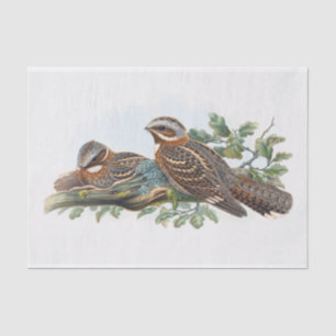 Papier Mousseline Caprimulgus Ruficollis, Découpage
