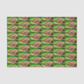 Papier Mousseline Capybara Trio (Recto)