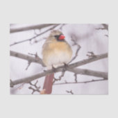 Papier Mousseline Cardinal Féminin En Hiver (Recto)