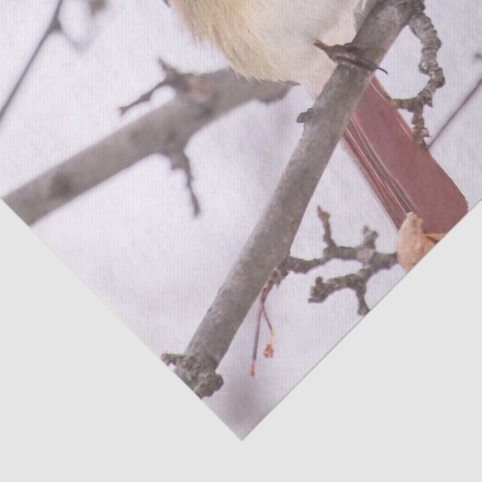 Papier Mousseline Cardinal Féminin En Hiver (Détail)