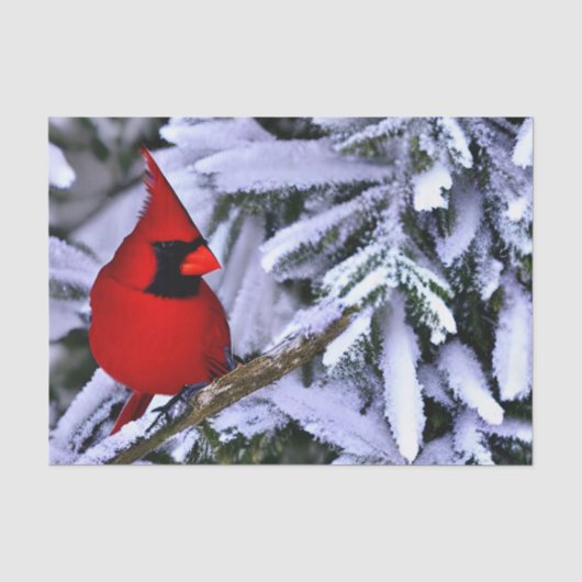 Papier Mousseline Cardinal rouge d'hiver (Recto)