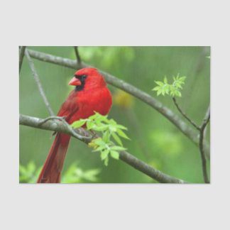 Papier Mousseline Cardinaux rouges sur l'arbre
