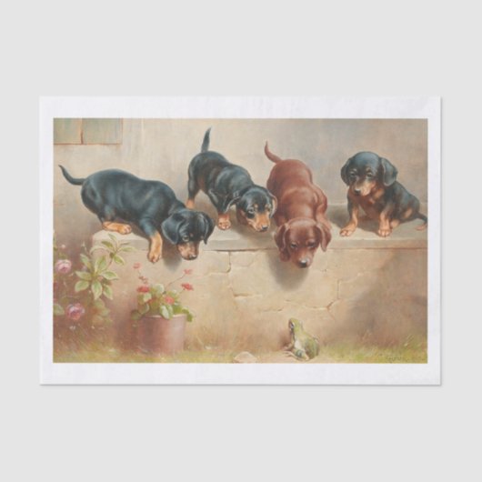 Papier Mousseline Carl Richert | Chiots Et Grenouilles Dachshund (Recto)
