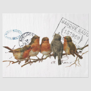Papier Mousseline Carte Postale Bird Robins européens Français Vinta