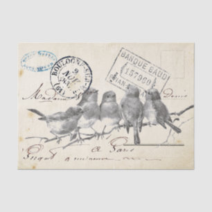 Papier Mousseline Carte Postale French Songbirds sur une succursale