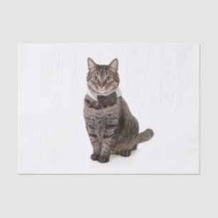 Papier Mousseline Cat à Tuxedo