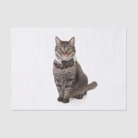 Papier Mousseline Cat à Tuxedo (Recto)