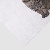 Papier Mousseline Cat à Tuxedo (Détail)