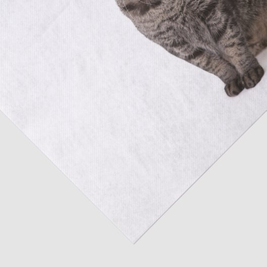 Papier Mousseline Cat à Tuxedo (Détail)