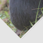 Papier Mousseline Cat Tissue Paper (Détail)