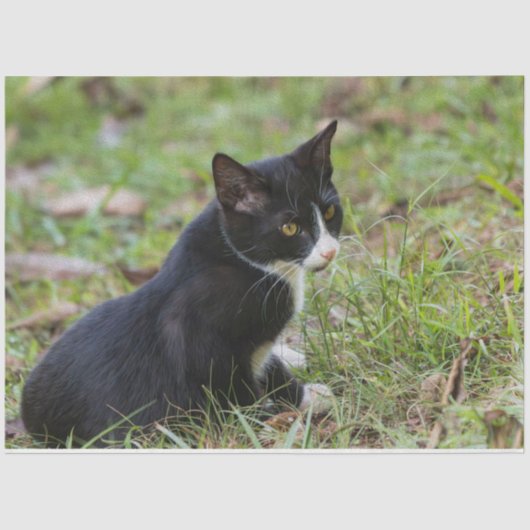 Papier Mousseline Cat Tissue Paper (Recto)