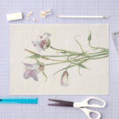 Papier Mousseline Catalina Mariposa par Mary Vaux Walcott (Artisanat)