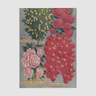 Papier Mousseline Catalogue de graines vintage, rose Dorothy Perkins