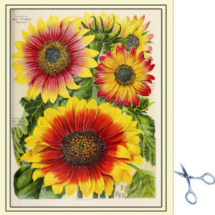 Papier Mousseline Catalogue vintage de semences Fleurs de soleil rou